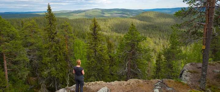 Björnlandets nationalpark – upplev Sveriges storslagna urskog björnlandets nationalpark